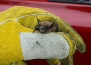 Bat held in loose grip using protective gloves