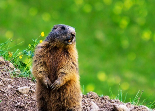 Groundhogs - AAAC Wildlife Removal of Pittsburgh