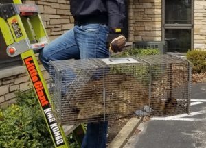 Raccoon removed from Fox Chapel