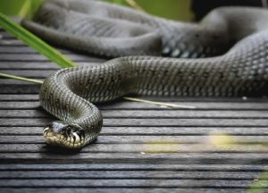 Snake in the garden