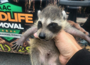 Young raccoon removed in front of truck