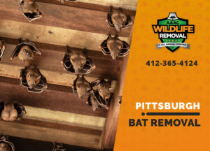 bat exclusion in pittsburgh