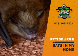 bats in my pittsburgh home