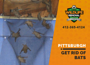 get rid of bats pittsburgh