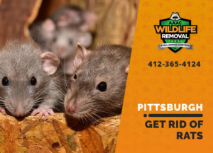 get rid of rats pittsburgh