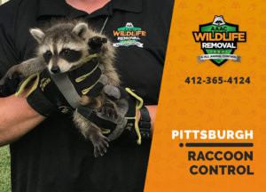 raccoon control pittsburgh