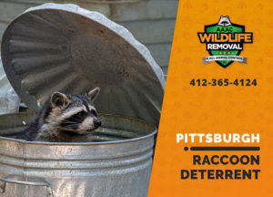 pittsburgh raccoon deterrents