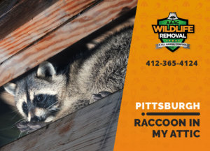 raccoon stuck in attic pittsburgh