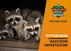 infested by raccoons pittsburgh