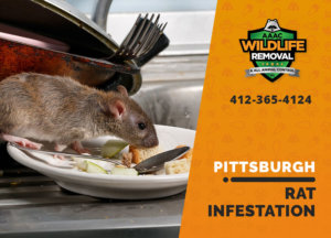 rat infestation signs pittsburgh