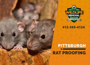 rat proofing in pittsburgh