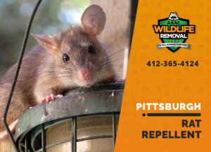 rat repellent useful pittsburgh