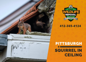 squirrel stuck in ceiling pittsburgh