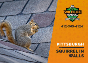 squirrel in the wall pittsburgh