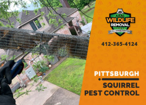 squirrel pest control in pittsburgh