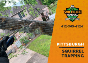squirrel trapping program pittsburgh