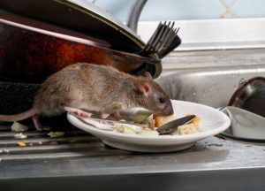 Mouse eating leftover foods on the plate