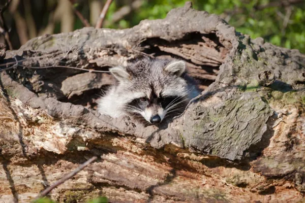 How to Find a Raccoon Den?