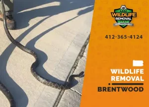 Brentwood Wildlife Removal professional removing pest animal