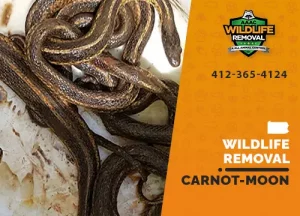 Carnot-Moon Wildlife Removal professional removing pest animal