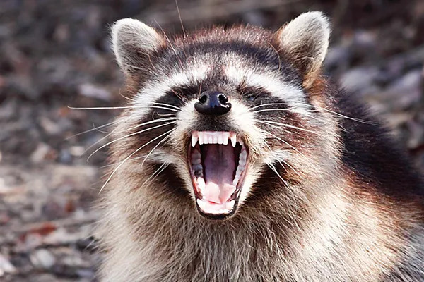What Sounds Does a Raccoon Make?