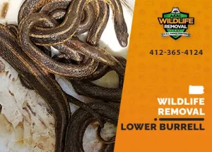 Lower Burrell Wildlife Removal professional removing pest animal