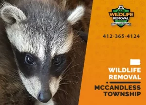 McCandless Township Wildlife Removal professional removing pest animal