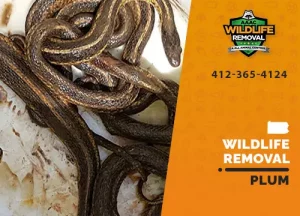 Plum Wildlife Removal professional removing pest animal