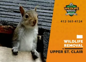 Upper St. Clair Wildlife Removal professional removing pest animal