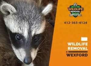 Wexford Wildlife Removal professional removing pest animal